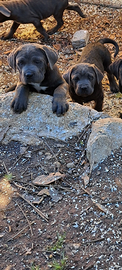 Cuccioli cane corso neri e grigi taglia forte