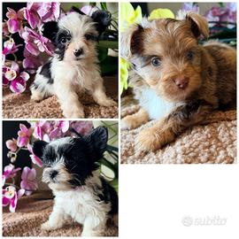 Cuccioli di Yorkshire Colorful e Biewer