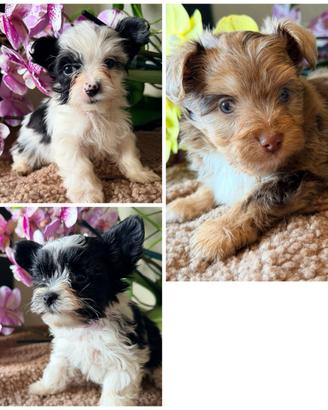 Cuccioli di Yorkshire Colorful e Biewer