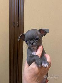 Chihuahua maschio