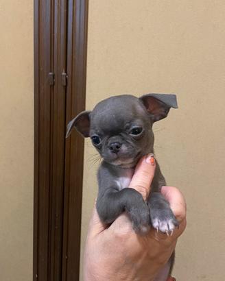 Chihuahua maschio
