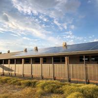 Stalla adibita ingrasso maiali