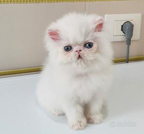 Persiano bianco occhi blu