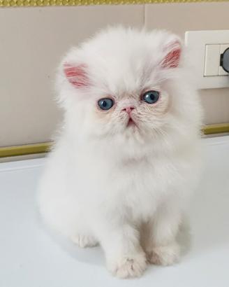 Persiano bianco occhi blu