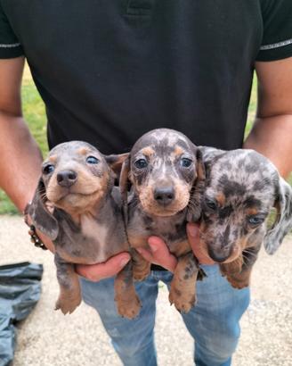Bassotto arlecchino silver cuccioli