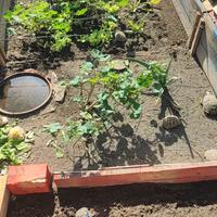 Tartarughe di terra - Regolari