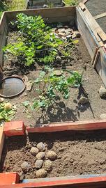 Tartarughe di terra - Regolari