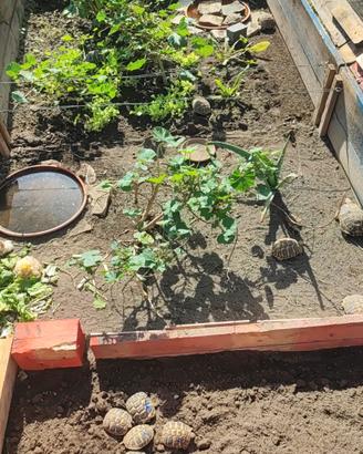 Tartarughe di terra - Regolari