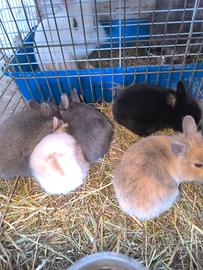Cuccioli di coniglietto nano