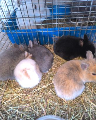 Cuccioli di coniglietto nano