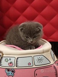 Gatto scottish fold