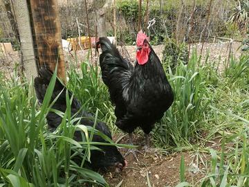 AUSTRALORP*1/2/3 mesi