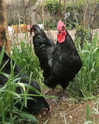 AUSTRALORP*1/2/3 mesi