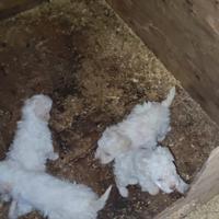 Lagotto Romagnolo