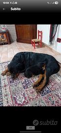 Rottweiler