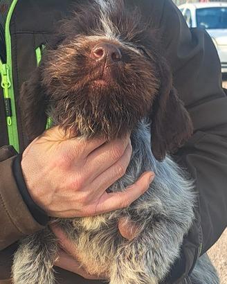 Cucciola di Drahthaar