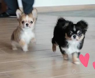 chihuahua femmina pelo lungo 