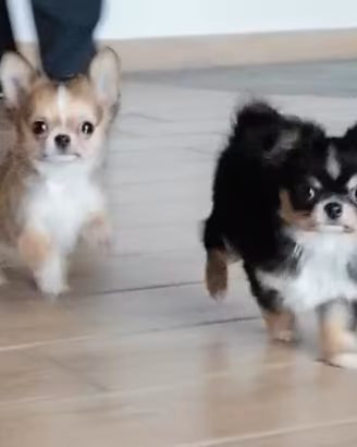 chihuahua femmina pelo lungo 
