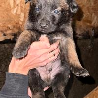 Pastore belga malinois