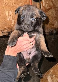 Pastore belga malinois