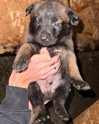 Pastore belga malinois