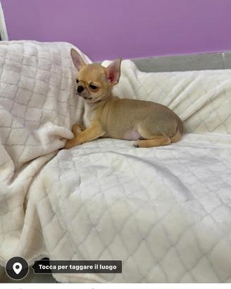 Chihuahua con pedigree
