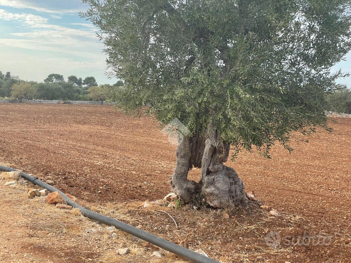 TER. AGRICOLO A POLIGNANO A MARE - Altro