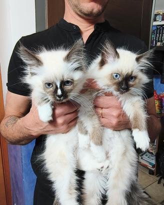 Gatti Siberiani ipoallergenico 600eur disponibili