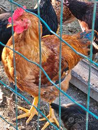 Gallo
