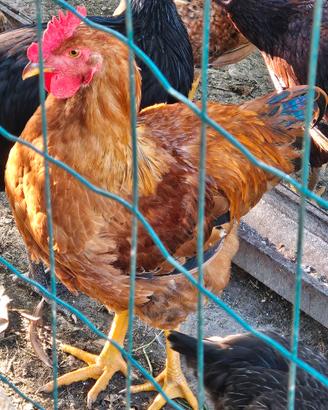 Gallo