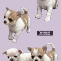 Chihuahua Pedigree ENCI