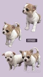 Chihuahua Pedigree ENCI