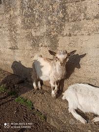 Capre tibetane
