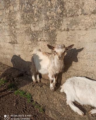Capre tibetane