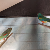 Coppia parrocchetto varius