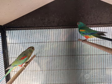 Coppia parrocchetto varius