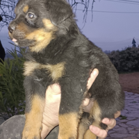 Cuccioli rottweiler