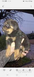 Cuccioli rottweiler