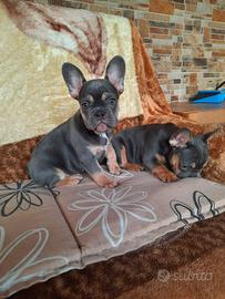 Cuccioli Bulldog francesi