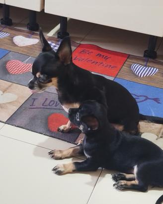 Chihuahua femmina