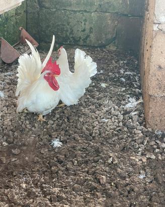 Galline