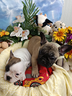 maschietto-e-femminucce-french-buldog-pedigree
