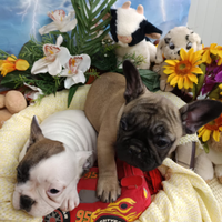 Maschietto e Femminucce French Buldog Pedigree