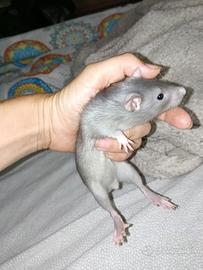 Ratti domestici