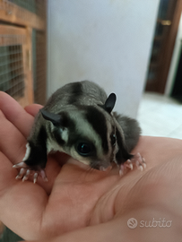 Petauro dello zucchero