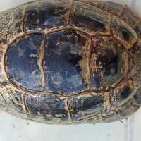 Tartaruga testudo greca