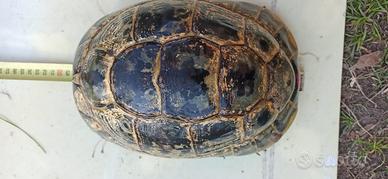 Tartaruga testudo greca