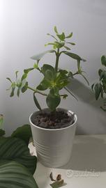 Pianta Clusia Idroponica