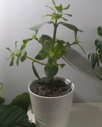 Pianta Clusia Idroponica