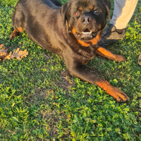 Rottweiler in adozione